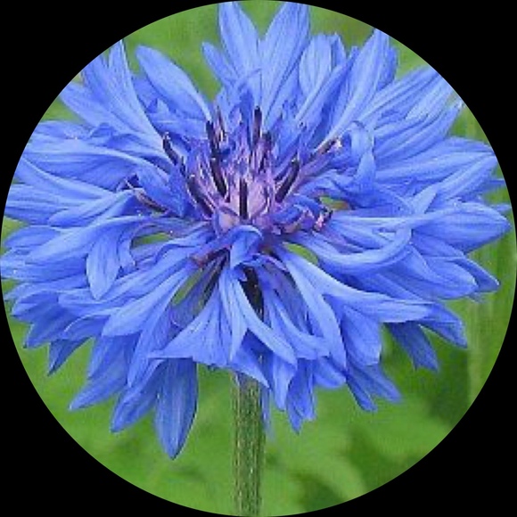 _bluewildflower